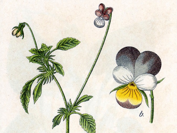 Floral Applique Detail 1