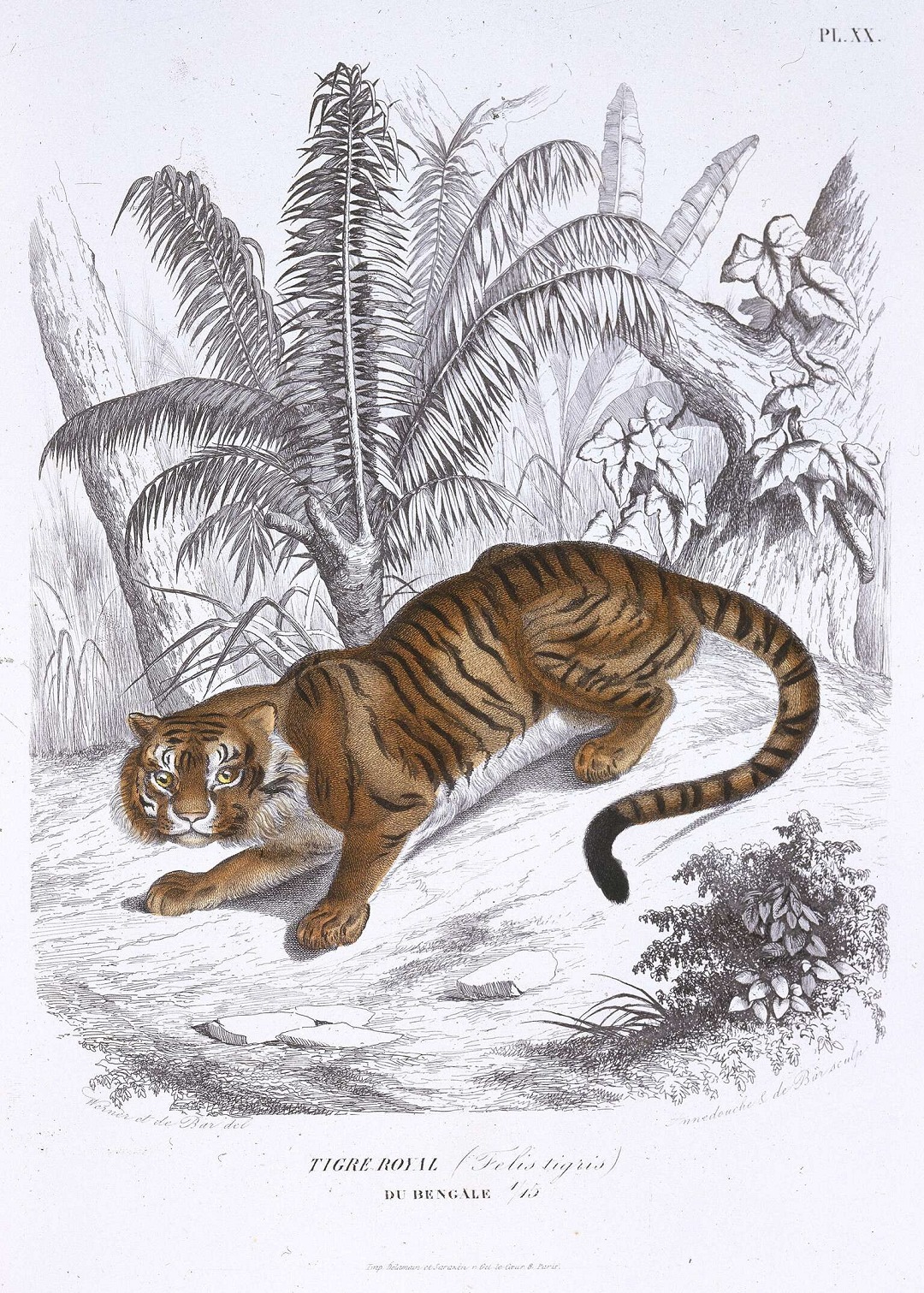19th Century Tiger Engraving